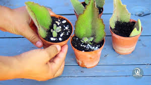 Velvet elephant ear succulent kalanchoe. How To Grow Velvet Leaf Kalanchoe Kalanchoe Beharensis Fang Youtube