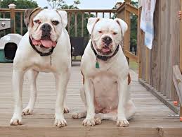 4 males and 3 females available. Nkc Champion Johnson American Bulldog Puppies For Sale In Sylvester Georgia Classified Americanlisted Com