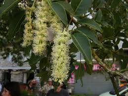 Image result for Phytolacca dioica