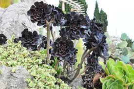 L'aurone déploie un port arbustif bien dense et son feuillage finement découpé apporte de. Plante Grasse Exterieur Resistant Au Gel Jardipartage