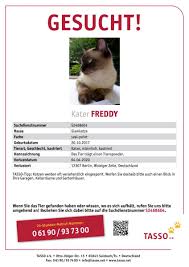Unsere Katze Kam Nicht Nach Hause Mamaskind