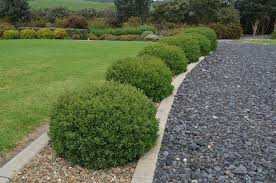 Image result for Leptospermum laevigatum