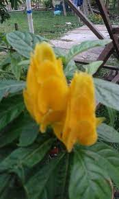 Colas De Camaron Amarillos Plants