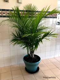 Consistently warm temperatures, average humidity, and bright to medium light. Majesty Palm Care Is Ravenea Rivularis A Good Indoor Plant