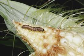 Does hot water kill worms? Corn Earworm Management In Sweet Corn Entomology