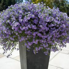 Different sizes of flowers according to variety. Blutopia Blue Bacopa Bacopa Plants For Sale Free Shipping