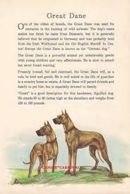Vintage Great Dane Fawn Dog With Story Art Print Illustration 1950 Dane Dog Dane Puppies Great Dane Puppy