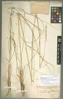 Image result for Elionurus muticus