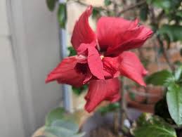Image result for Hibiscus pusillus