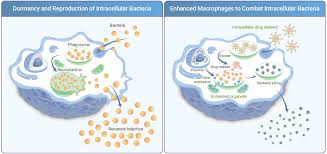 Image result for Intracellular Bacteria