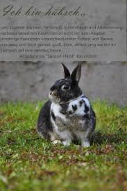 Geben sie jeden zweiten oder dritten tag einen welpen ab, sodass die. Kaninchen Kaufen