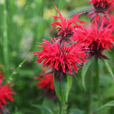 Monarda Gardenview Scarlet Bergamot Plants Bee Balm Flowers Perennials