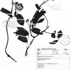 Image result for Combretum oxystachyum