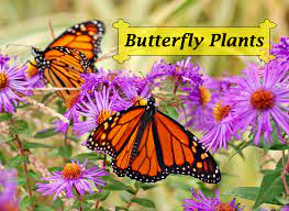 That way, the plant keeps putting out more flowers in an effort to produce seeds. Butterfly Plants List Butterfly Flowers And Host Plant Ideas