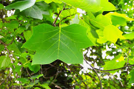 Image result for Liriodendron