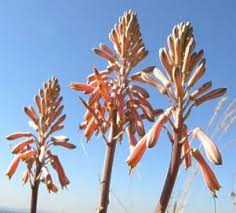 Image result for Aloe cameronii × greatheadii