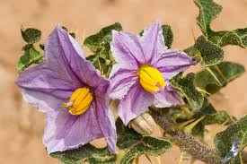 Image result for Solanum linneanum