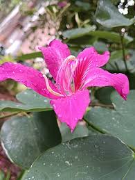 Image result for Bauhinia purpurea