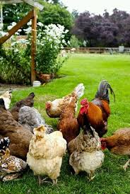 Pin By Anna C Rios On Roosters And Chickens Chickens Backyard Chickens Farm Animals