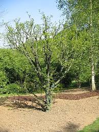 Image result for Zanthoxylum holtzianum