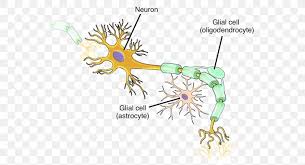 This quiz only covers material that would be expected to be objectives. Neuron Nervous System Cell Neuroglia Nervous Tissue Png 566x444px Watercolor Cartoon Flower Frame Heart Download Free