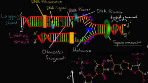 A strand of dna is almost always found bonded to another strand of dna in a double helix. Leading And Lagging Strands In Dna Replication Video Khan Academy