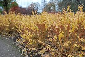 Check spelling or type a new query. Cornus Midwinter Fire Garden Shrubs For Sale Uk Letsgoplanting Co Uk