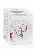Anatomy Muscle Charts Medical Coding Resources Zhealth