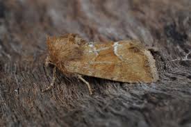 Image result for Photedes minima