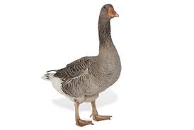 We did not find results for: Grimaud Freres Product Line Ducks Geese Pigeons