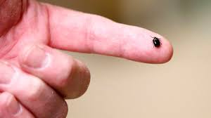 Pa Tick Population Expected To Surge And They Re Carrying More Than Lyme Disease Researchers Say