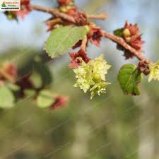 Image result for Bridelia ripicola