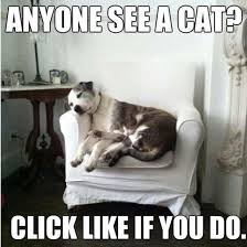 Cat Hiding With Dog Funny Animals Cat And Dog Memes Cute Cats