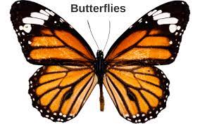 With their technology, different benefits and challenges, we have enhanced our working environment. Betterfly By Eric Mikulin