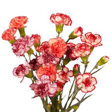 Maybe you would like to learn more about one of these? Cheap Bi Color Spray Carnation Flowers Globalrose