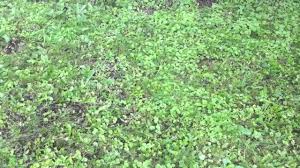 Pull it out by hand when dirt is loose after a rain. How To Remove Creeping Charlie From You Lawn Youtube