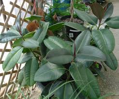 Image result for ficus elastica flower