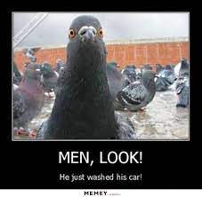 Get the latest funniest memes and keep up what is going. Bird Poop Quotes Quotesgram