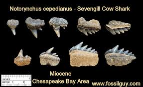 fossilguy com cow shark facts and information notorynchus