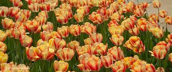 Tulip Bulbs Beauty Of Spring Tulip Bulbs For Sale Tulips Tulip Bulbs For Sale Spring Tulips
