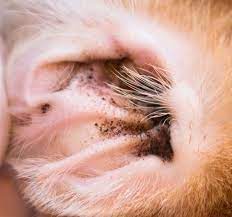 To see them, you need a microscope. 3 Effective Home Remedies For Ear Mites In Dogs Ear Mites In Dogs Dog Ear Mites Treatment Ear Mites