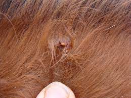 It Wasn T The Saddle It S Lyme Equine Ink