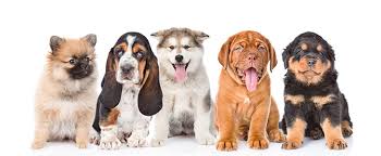 All Dog Names Akc Dog Name Finder American Kennel Club