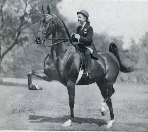 American Saddlebred Horse Historical picture