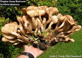 Nature guides are a great interactive resource to add to your nature study. Mushrooms In The Yard To Eat Or Not To Eat Has Been A Common Question Bygl