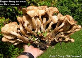 Need to identify a mushroom? Mushrooms In The Yard To Eat Or Not To Eat Has Been A Common Question Bygl