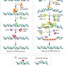 Ner is listed in the world's largest and most authoritative dictionary database of abbreviations and acronyms. Base Excision Repair Ber And Nucleotide Excision Repair Ner Download Scientific Diagram