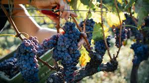 Sicilia autentica: viaggio nel barocco e nei vini prelibati dell'isola -  VRetreats