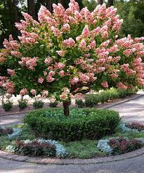 Quick Fire Hydrangea Tree Beautiful Flowers Garden Hydrangea Tree Flower Garden Design