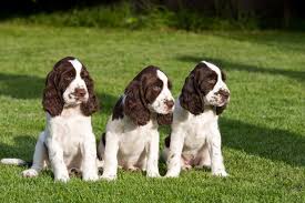 Cross breed dog of springer spaniel and mudi isolated on white background. Guide To English Springer Spaniels Guides Community Scratch Patch